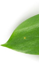 main-slider-three-shape
