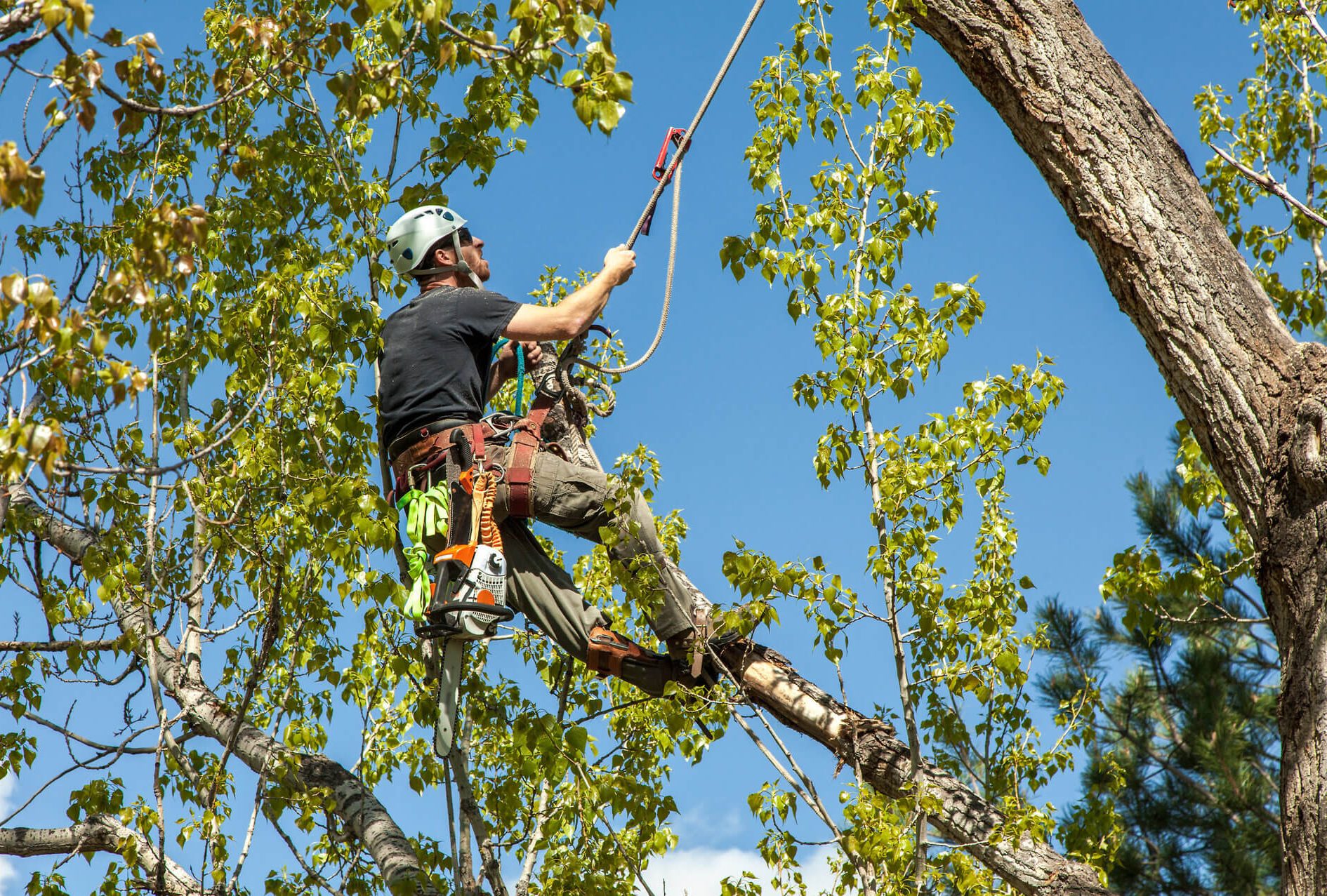 Tree-surgeon Banner Dublin
