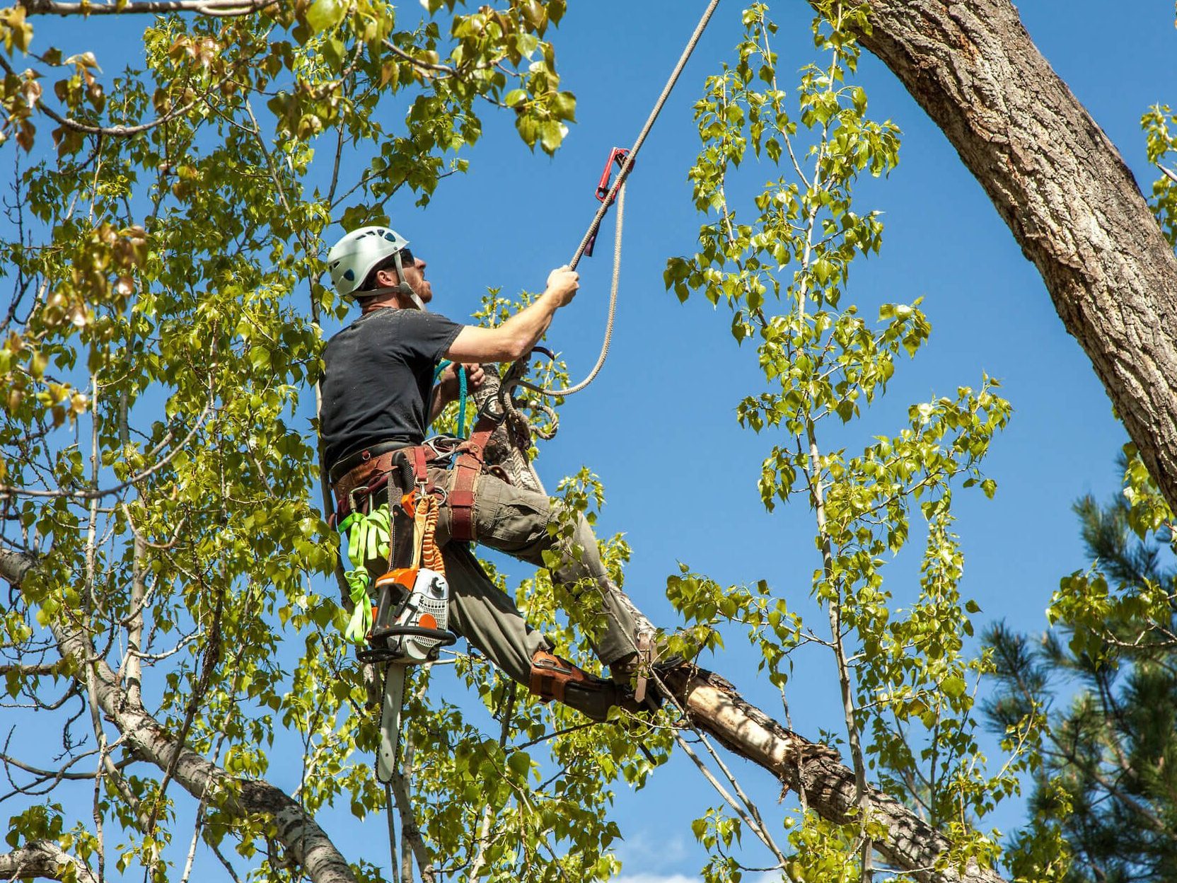 Tree-surgeon Banner Ireland